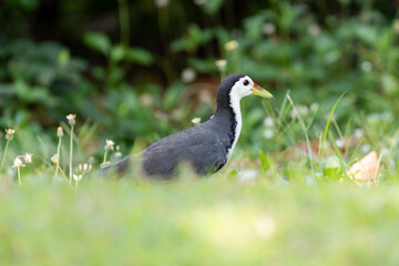 Obraz premium White-breasted waterhen walking in green grass with insect in beak