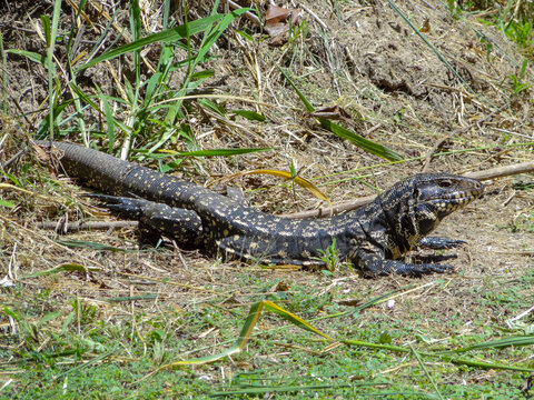 Argentine black and white tegu lizard in the Costanera Sur Reserve of the Federal Capital, Buenos Aires