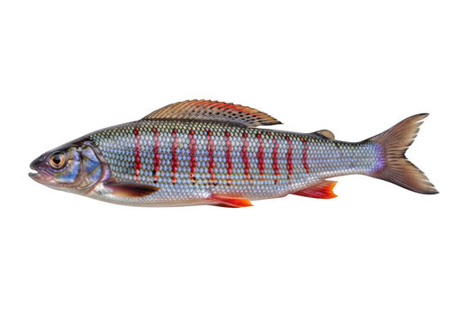A colorful pixel-art fish with a detailed pattern swimming in a digital style isolated on transparent background