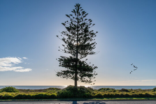 A norfolk pine tree (Araucaria heterophylla), backlit by the sun on a blue sky day with sun gleaming off the ocean. At Ōtaki Beach on the Kapiti Coast of New Zealand