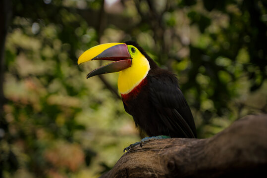 Tucan Costa Rica