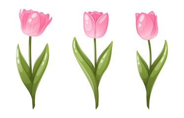 Obraz premium Pink tulip flowers set with leaves vector