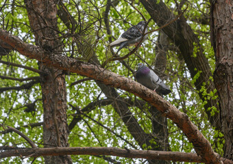 Obraz premium Two Pigeons Resting on Mossy Tree Branch in Park
