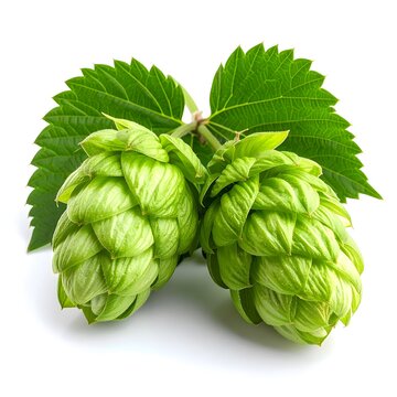 Hops (Humulus lupulus), natural sedative, properties 