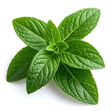 Lemon Verbena (Aloysia citrodora) sedative medicinal 
