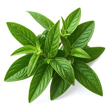 Lemon Verbena (Aloysia citrodora) sedative natural 