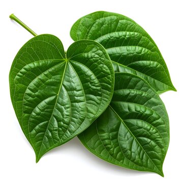 Kava (Piper methysticum) natural sedative, properties 