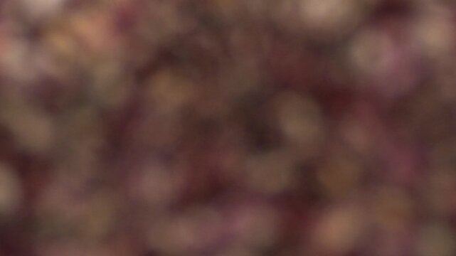 Pinto_beans_macro_focus_reveal_under_water_10bit_120fps