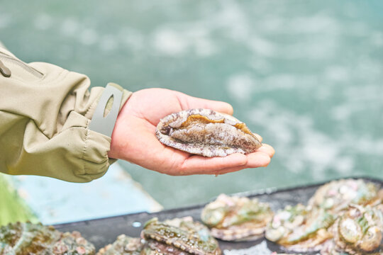 This photo series showcases live, premium abalones at a commercial aquaculture facility. A worker's hand highlights their impressive size and freshness against a backdrop of aerated seawater tanks.