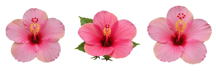 Pink Hibiscus Flower Isolated on White Background - Tropical Exotic Flora for Garden, Nature, and Beauty Concepts - Detailed Botanical Floral Macro Image for Decoration and Design © B@kle