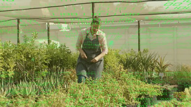 Woman leaning into nursery trays, inspecting and trimming succulents for plant health under shade