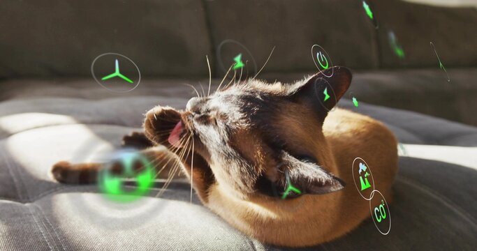 Grooming brown cat licking raised paw on gray sofa cushion at home with green holographic icons