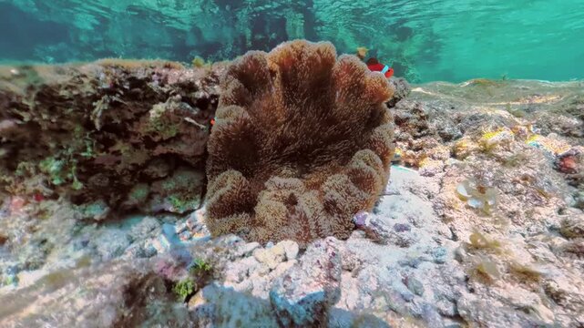 Clownfish finding shelter and protection within the tentacles of its host sea anemone. Displaying a symbiotic relationship in the vibrant underwater ecosystem of Matinloc Island. Palawan. Philippines