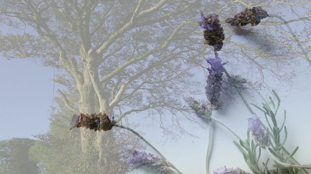 Lavender overlay starting, tree and lavender drifting, overlapping, creating soft layered blend