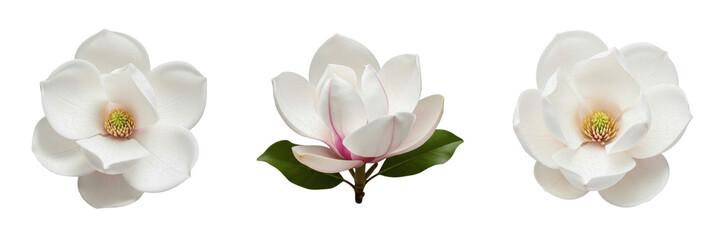 Elegant White Magnolia Flower Bloom Isolated on Transparent Background, High Quality Floral PNG for Wedding Stationery Spring Nature and Beauty Design Projects © Homelanderrr