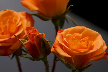 Fototapeta premium orange roses in a black background