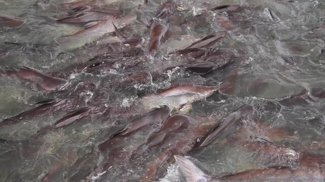 Pangasius fish in a river covered in water hyacinth.