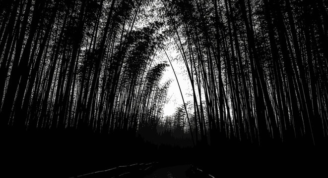 Dramatic black and white forest path at night, mysterious dark bamboo trees creating a tunnel leading into the unknown