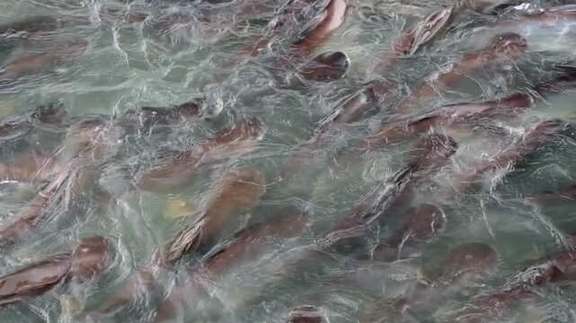 Pangasius fish in a river covered in water hyacinth.