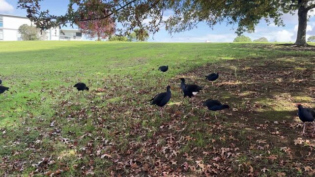 Flock of native takahē (Porphyrio hochstetteri), a flightless swamphen indigenous to New Zealand, foraging on a grassy hillside in a public park during autumn. 