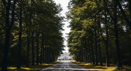 Obraz premium Scenic Road Through a Forest of Tall Trees.