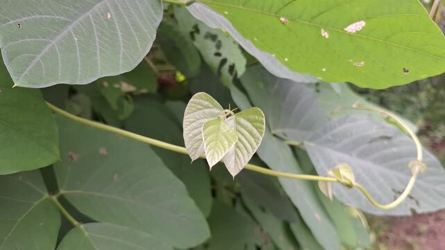 Young sprout and tender leaves of Velvet Bean Mucuna pruriens climbing plant in a tropical garden with soft natural light