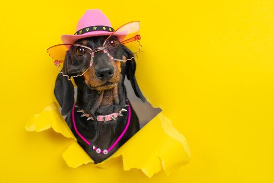 Dachshund dog with pink sombrero and pearl necklace through yellow paper, glamorous diva pet portrait, festive fun, bold humor concept.