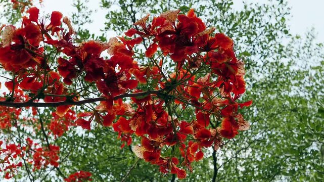 Red peacock flower tree or flamboyant deciduous trees provide shade.	