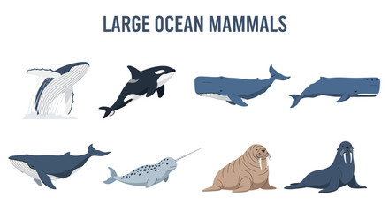 Large ocean mammals marine animals illustration. © Kenywanch