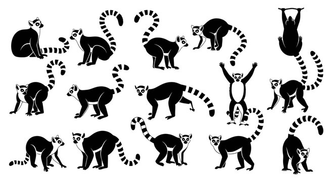 Lemur poses and movements sequence.