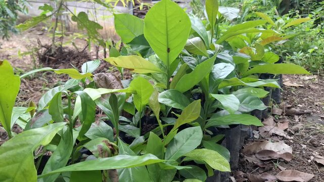 Young Liberica coffee seedlings Coffea liberica growing in black polybags at a tropical nursery plantation in Sumatra