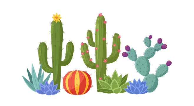 Collection of various cactus plants.