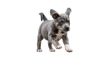 Fototapeta premium Small gray Schnauzer puppy standing alone.