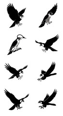 Naklejka premium Collection of Peregrine Falcon Poses in Flight and Perching - Black and White Vector Illustrations