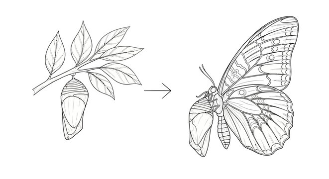 Butterfly metamorphosis illustration from chrysalis to winged insect on a branch