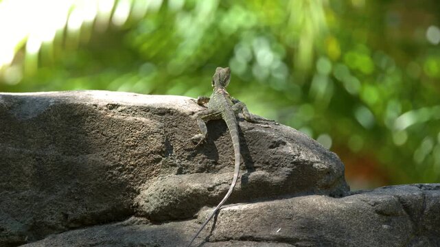Small lizard perches on sunlit rock with blurred green foliage background motion.