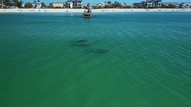 Dolphins frolic in the clear, turquoise waters near a pier at Bradenton Beach. The scene captures playful marine life against a backdrop of sandy shores. Ideal for travel content.