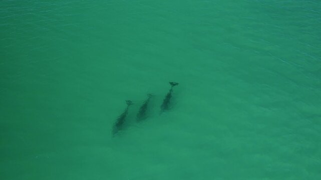 Three dolphins swim closely together, creating silhouettes in the clear, turquoise waters. Ideal for wildlife documentaries or marine life studies.