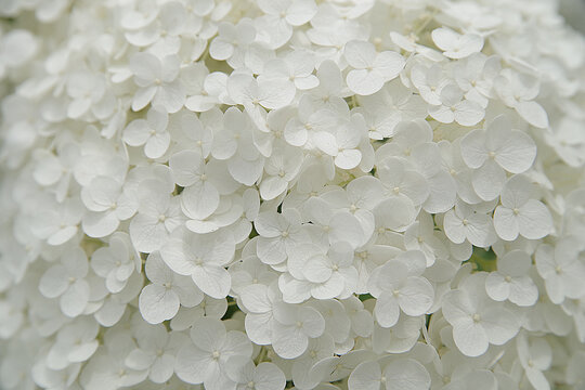 初夏に咲く純白のブーケのような白い花、アナベル