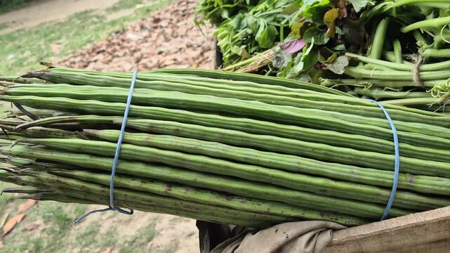 Fresh Drumstick Bundles Tied for Sale at Local Vegetable Market