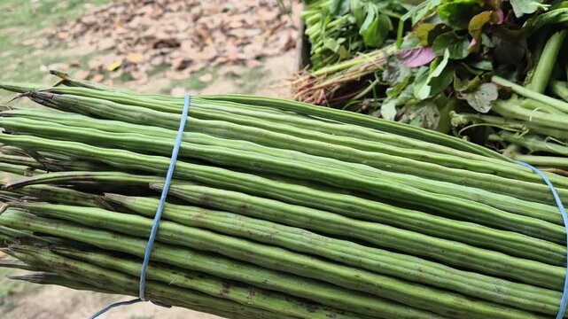 Bundle of Fresh Drumsticks Tied and Ready for Sale at Market
