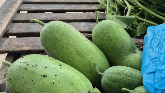 Freshly Harvested Wax Gourds Displayed for Commercial Sale at Market