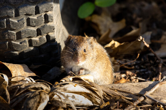 Close-up of a Wild Vole Foraging 