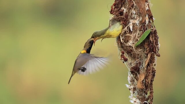 A Garden sunbird or Olive-backed sunbird is feeding its chicks in the nest, so that the young birds can grow and leave the nest to enter the natural world.