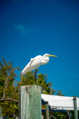Fototapeta premium White heron perched on timber post under blue sky. Great egret standing on wooden piling, tropical trees and marina background, bright sunny weather, Key West Florida.