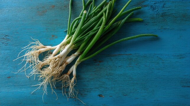 Fresh green onions with white roots bunched together on a rustic blue wooden surface
