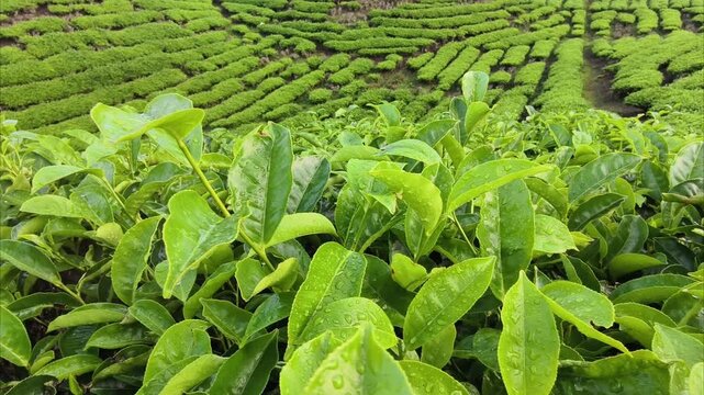 Green tea plantation in morning, part 10