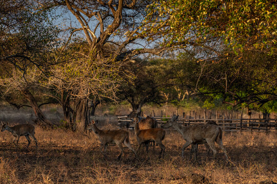 Southeast Asia Indonesian Archipelago Komodo National Park Timor Closeup of Vulnerable Rusa Deer