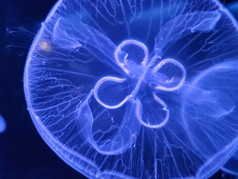  Moon Jellyfish Bell Detail with Four-Leaf Gonads Under Blue Light in Aquarium