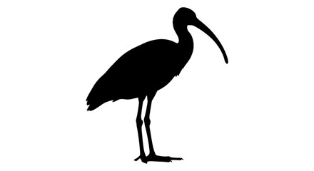Fototapeta premium Silhouette of an ibis bird with a long curved beak silhouette standing wildlife waterfowl birdwatching